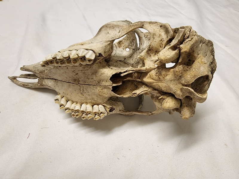 DEERSKULL002-082822-211